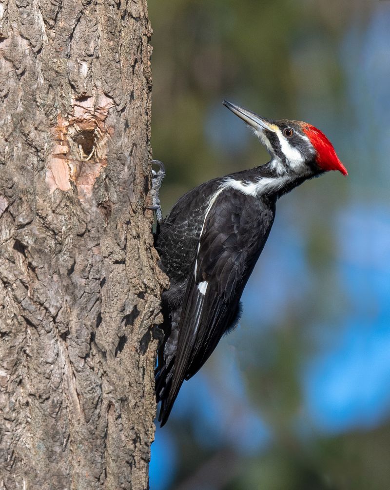 Large Trees May Be Supporting Wildlife