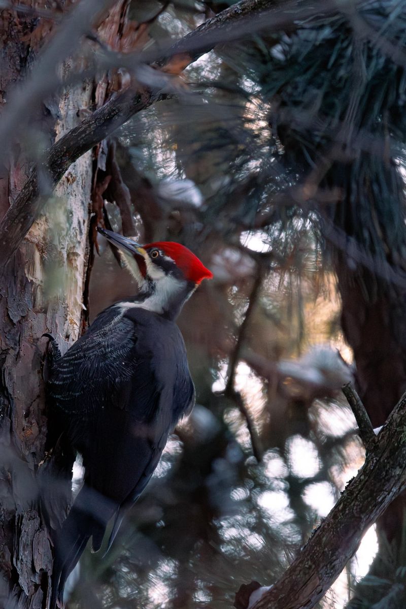 Large Trees Offer Better Foraging Spots