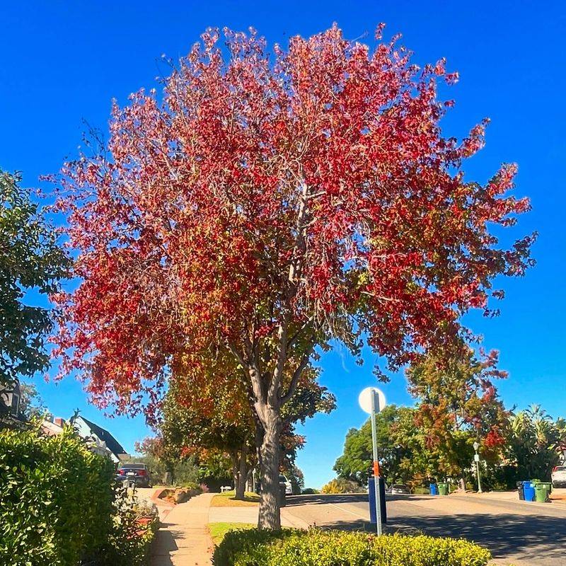 Large Trees Outgrow Tight Street Spaces