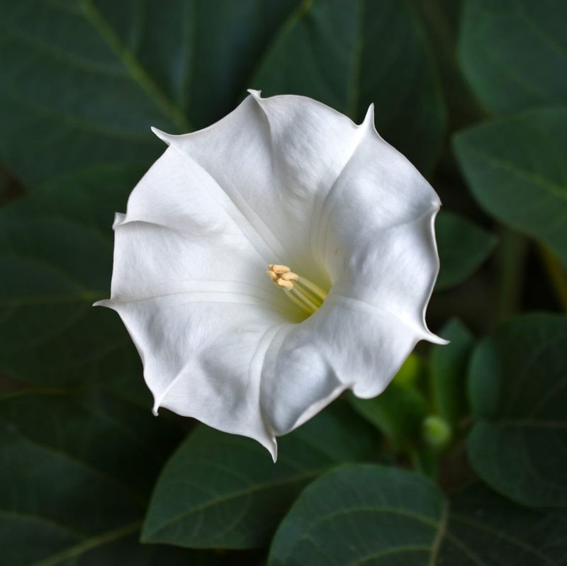 Large White Blooms Glow In Evening Light Large White Blooms Glow In Evening Light