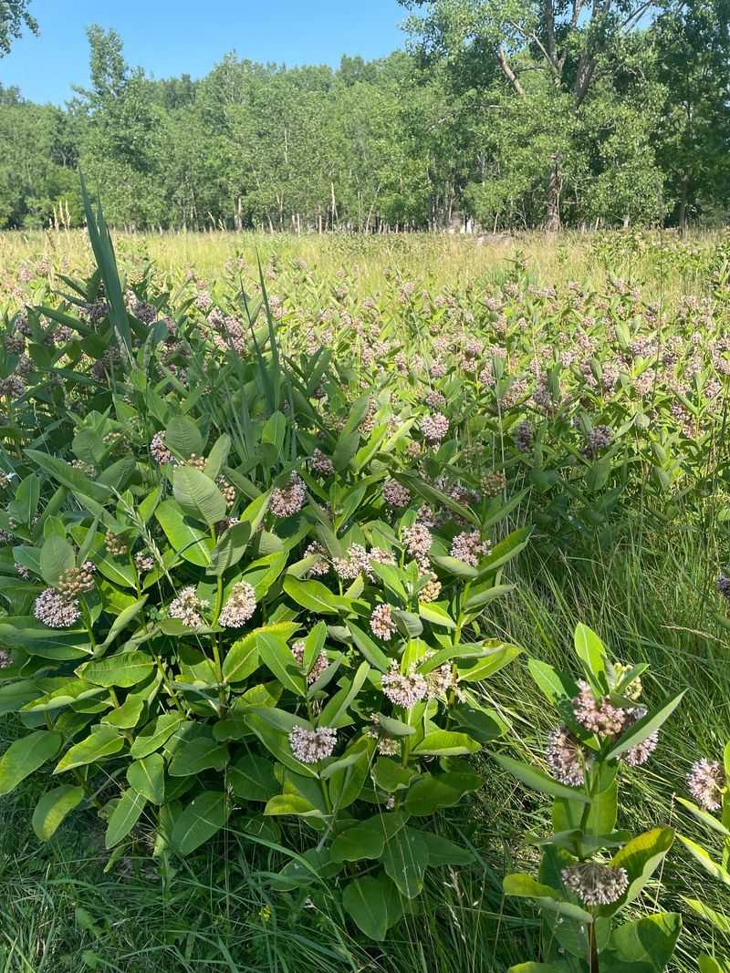 Larger Naturalized Areas Are The Best Locations