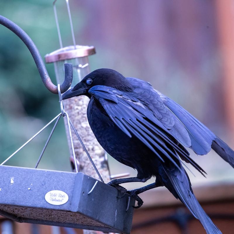 Larger Visitors May Be Controlling The Feeding Area