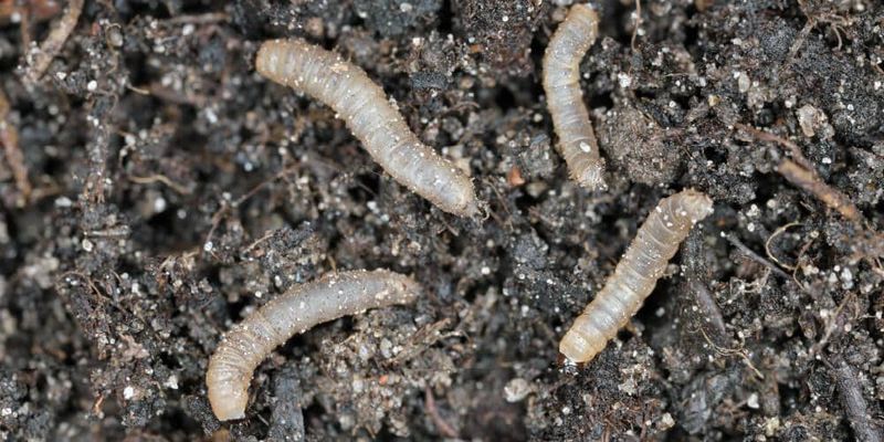 Larvae Help Break Down Old Plant Matter