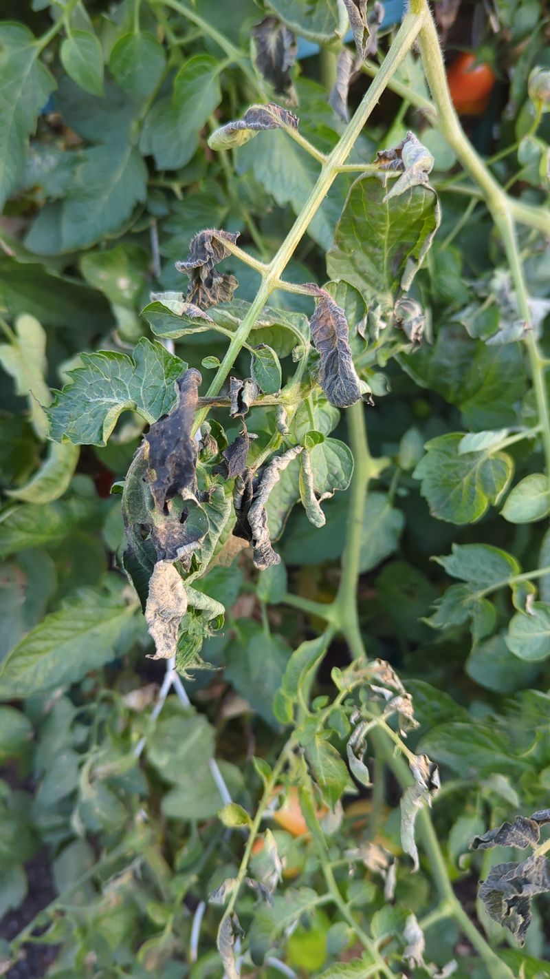 Late Blight Should Be Checked During Wet Humid Weather