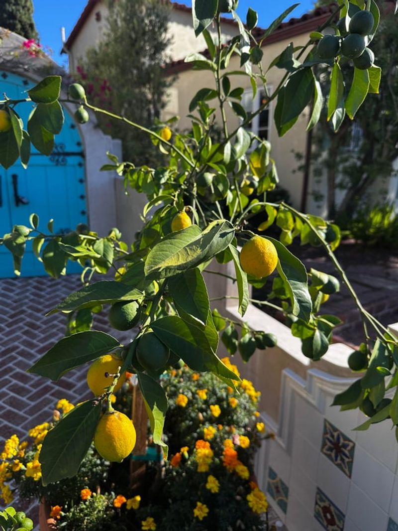 Late Feeding Delays Fruit Color