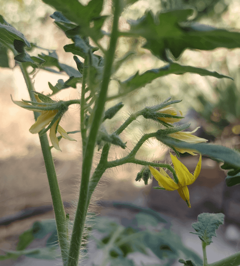Late Flowers Steal Energy From Existing Fruit