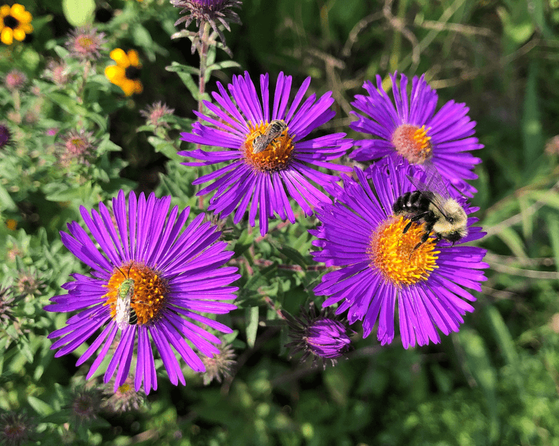 Late Flowers Support Native Bees Late Flowers Support Native Bees