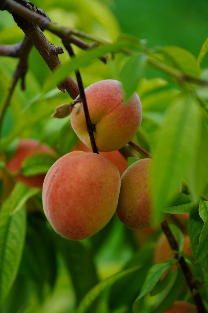 Late July Marks The Window For Next Year's Harvest