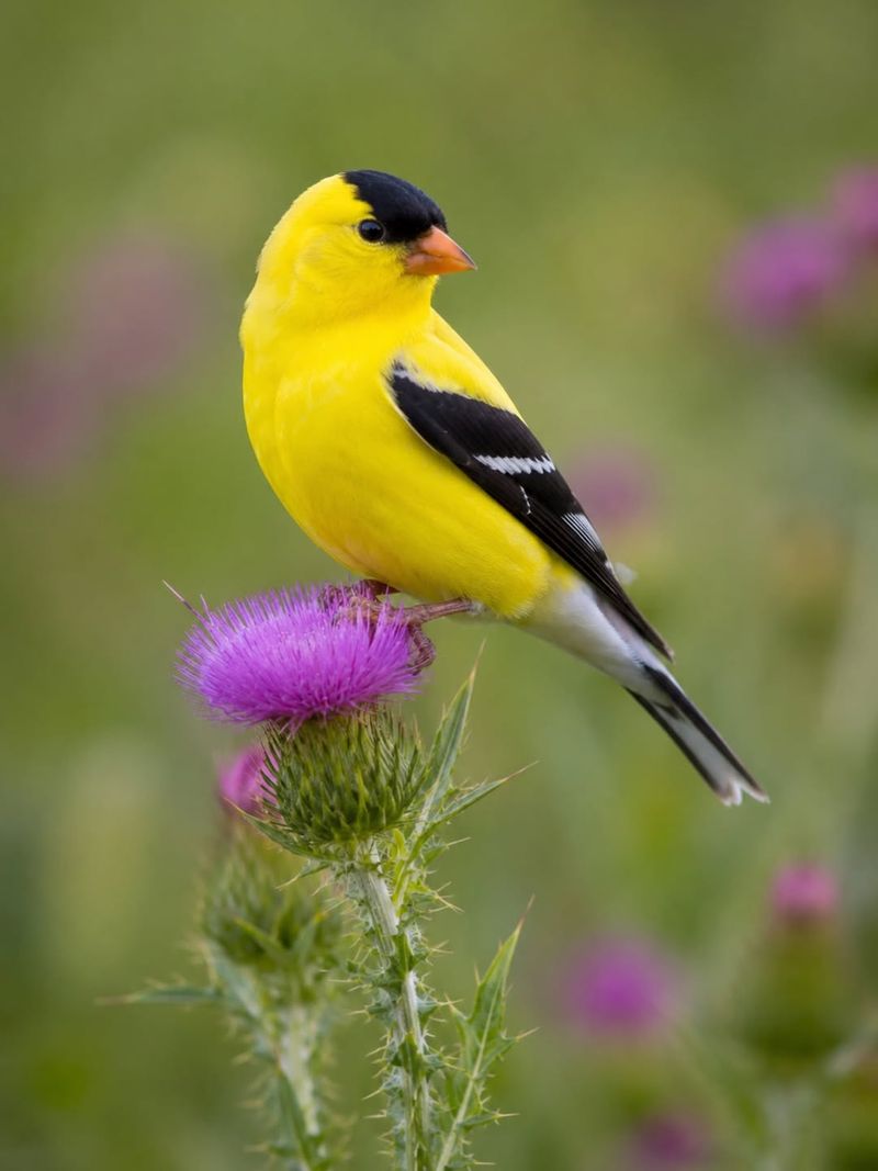 Late Nesting Season Is Underway