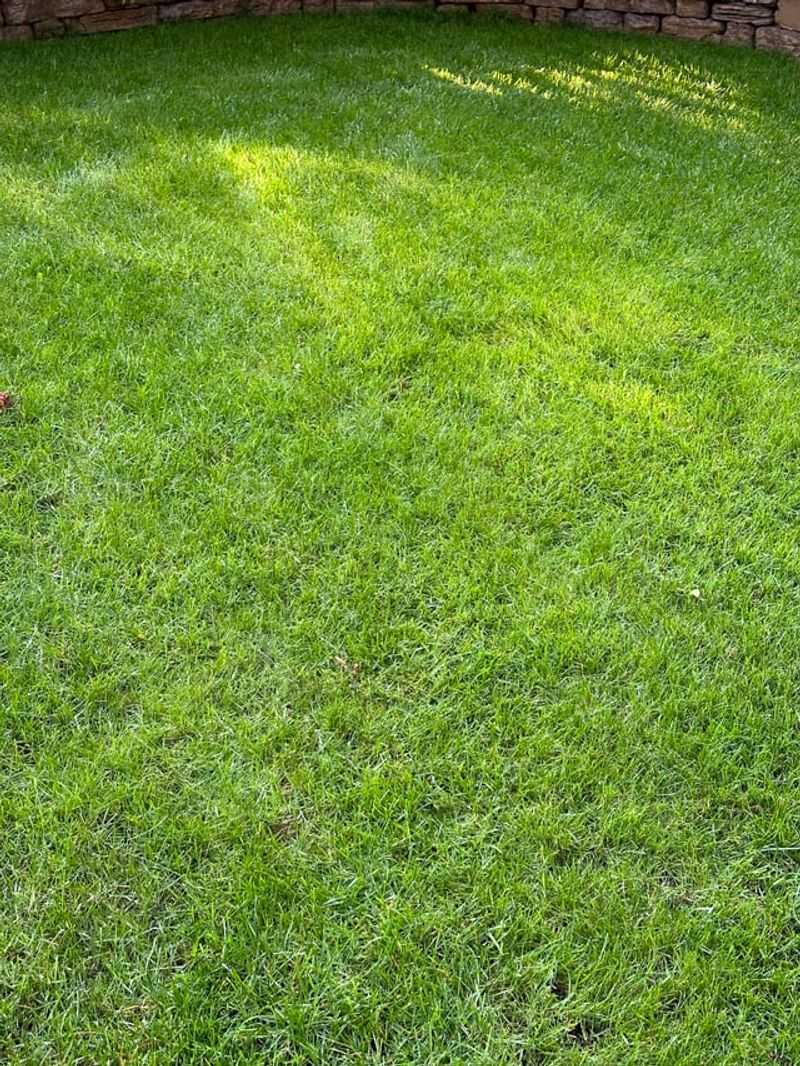 Late Night Watering Can Keep Grass Wet Too Long Late Night Watering Can Keep Grass Wet Too Long