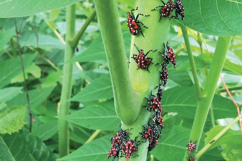 Late Nymphs Move Across Garden Plants