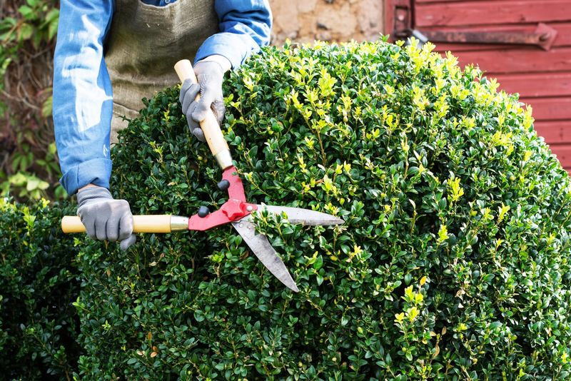 Late Pruning Can Remove Developing Flower Buds Late Pruning Can Remove Developing Flower Buds