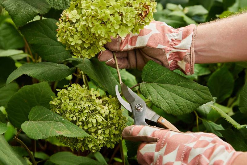 Late Pruning On Bigleaf Or Oakleaf Hydrangeas Late Pruning On Bigleaf Or Oakleaf Hydrangeas