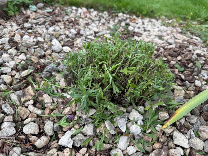 Late Pruning Removes Too Much Protective Growth Late Pruning Removes Too Much Protective Growth