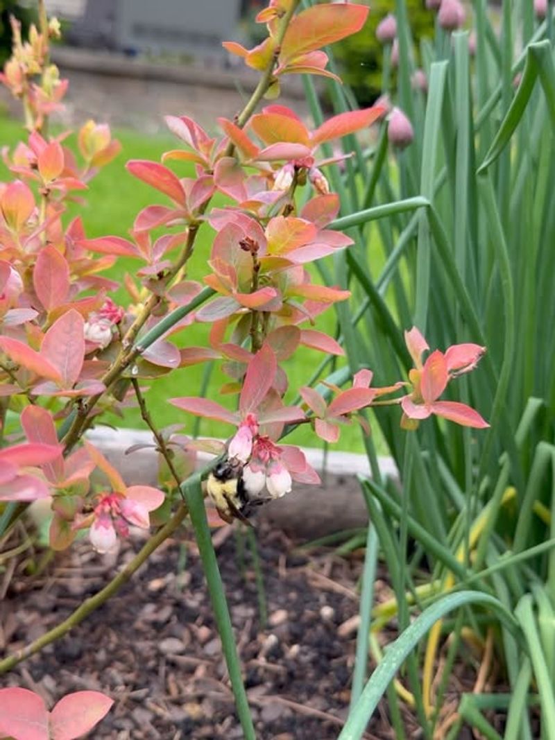 Late Season Leaf Disease May Be Spreading