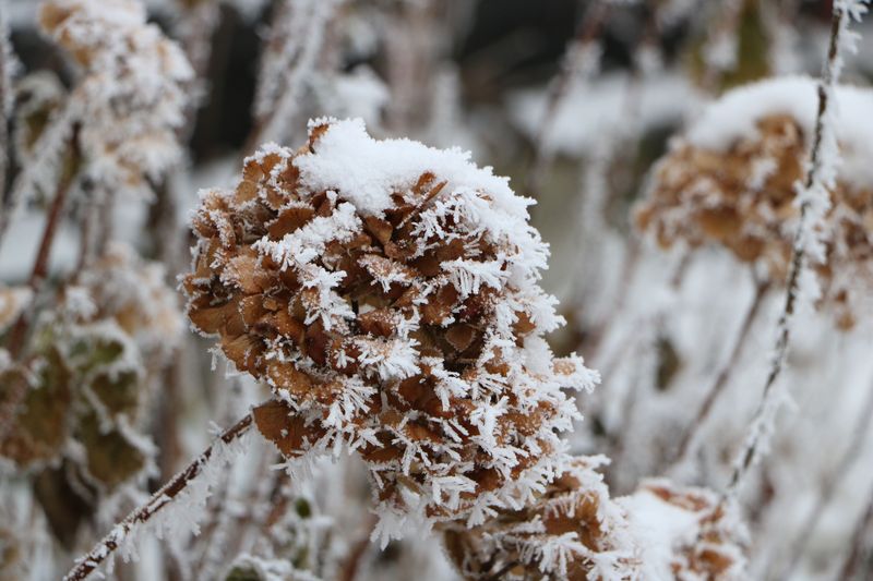Late Spring Frosts Affect New Growth Late Spring Frosts Affect New Growth