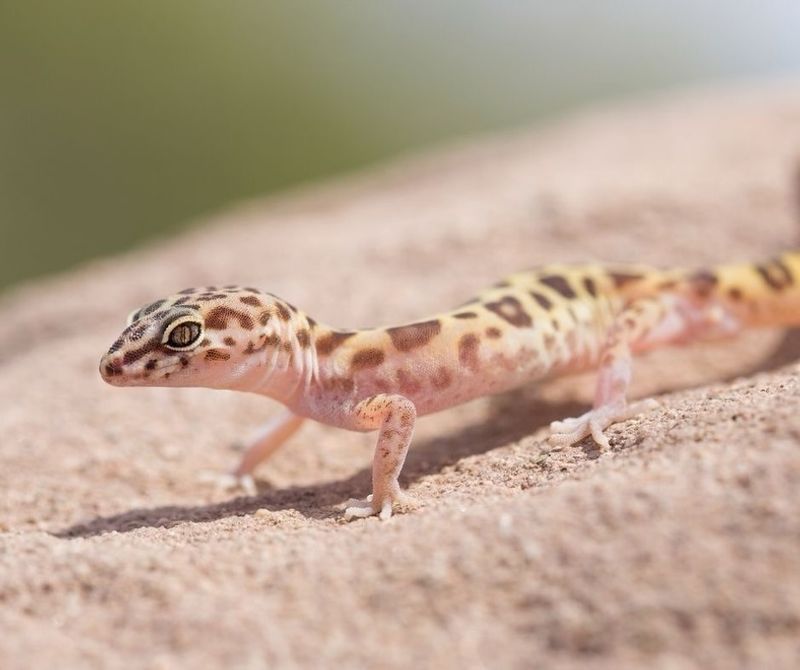 Late Summer Brings More Young Geckos Into View Late Summer Brings More Young Geckos Into View