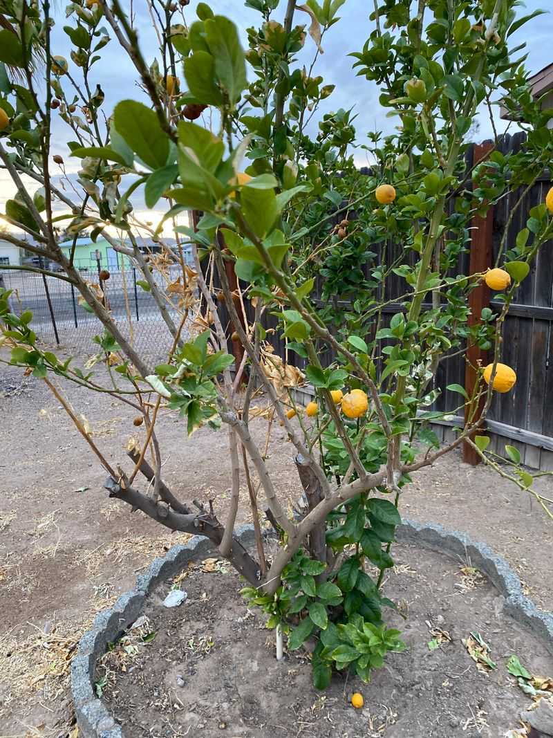 Late-Summer Drought Weakens Citrus Before Winter Late-Summer Drought Weakens Citrus Before Winter
