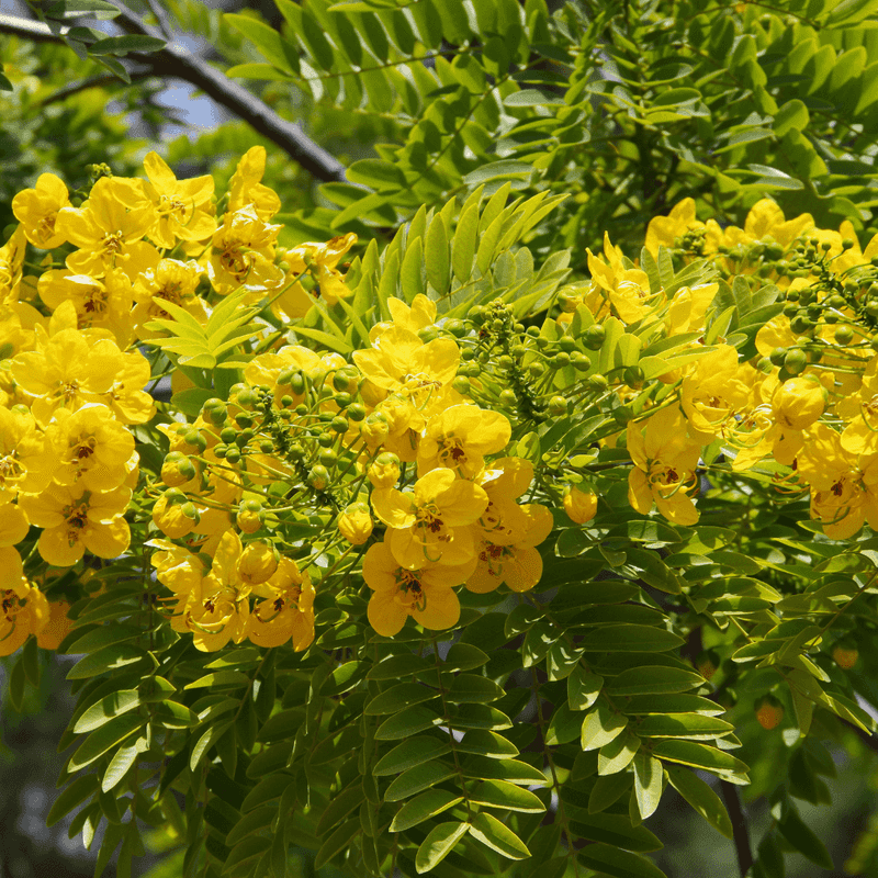 Late Summer Flowers Last For Weeks
