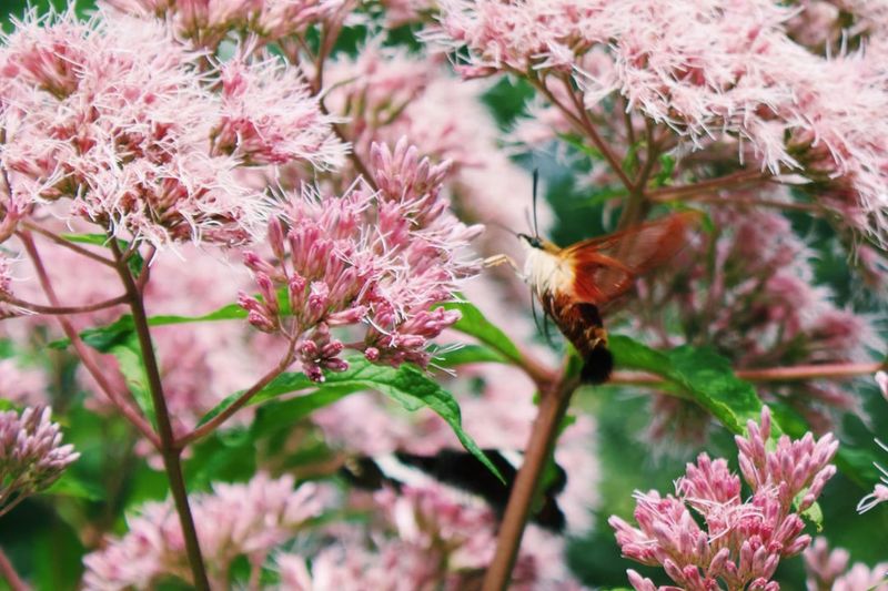 Late-Summer Flowers May Be Keeping Them Around Late-Summer Flowers May Be Keeping Them Around