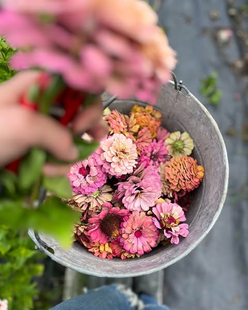 Late Summer Is The Best Time To Save Seeds Late Summer Is The Best Time To Save Seeds