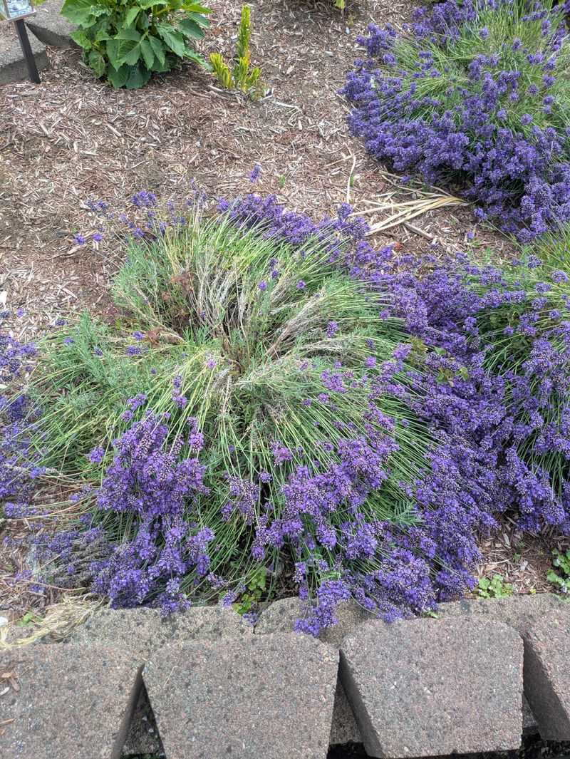 Late Trimming Can Stress Lavender Before Winter