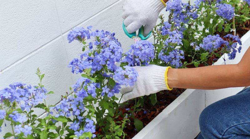Late Winter Pruning Leads To More Summer Blooms