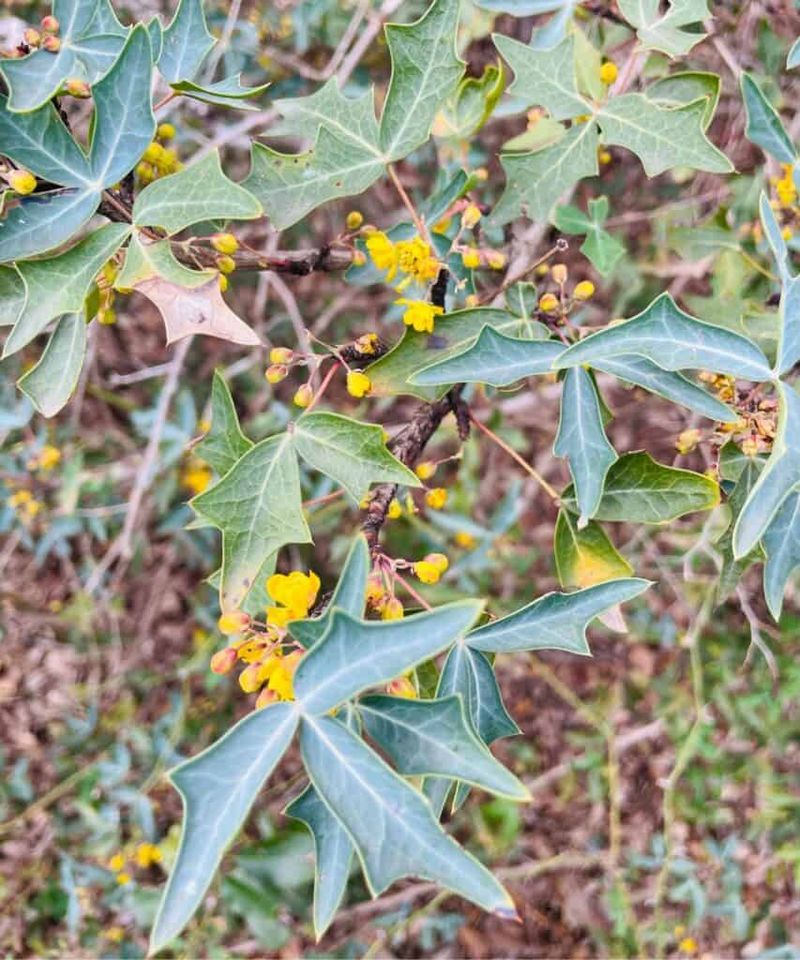 Late Winter Yellow Flowers That Pollinators Desperately Need Late Winter Yellow Flowers That Pollinators Desperately Need