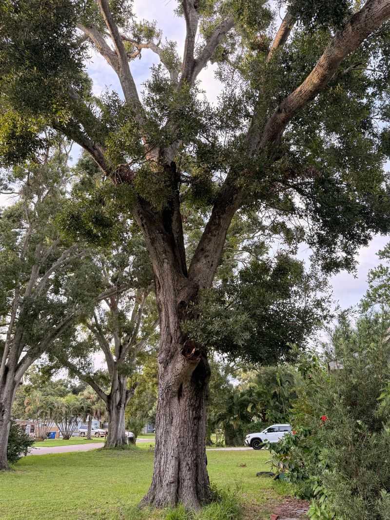 Laurel Oaks In Hurricane-Prone Areas
