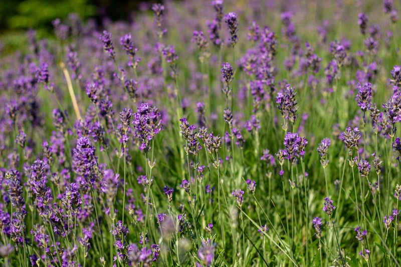 Lavender Lavender