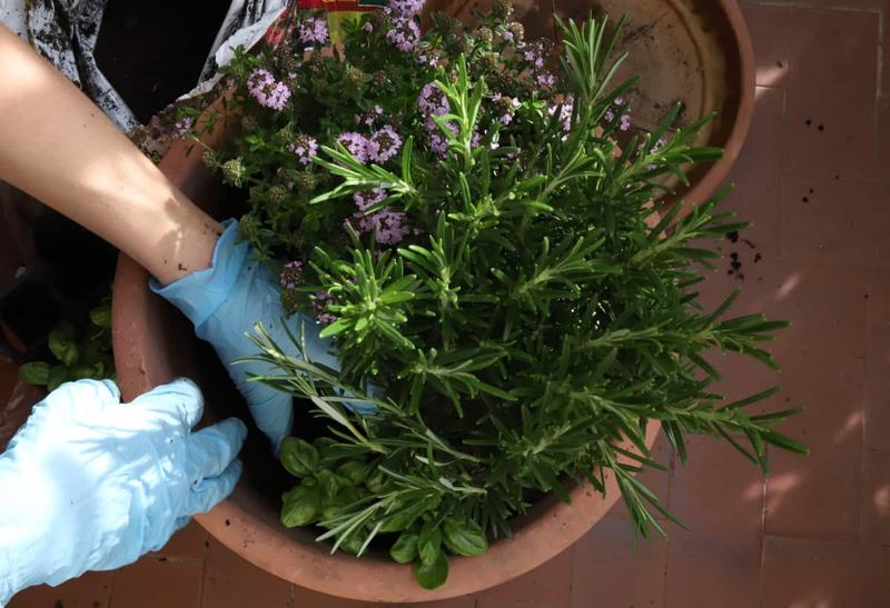Lavender And Rosemary Pull In Pollinators Lavender And Rosemary Pull In Pollinators
