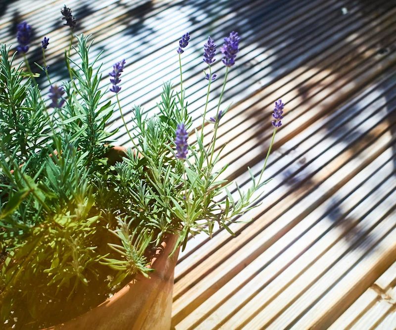 Lavender Belongs In Dry Sunny Patio Setups