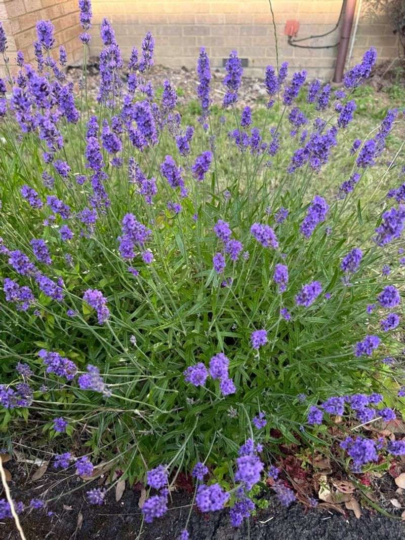 Lavender Brings A Sharp Note Lavender Brings A Sharp Note