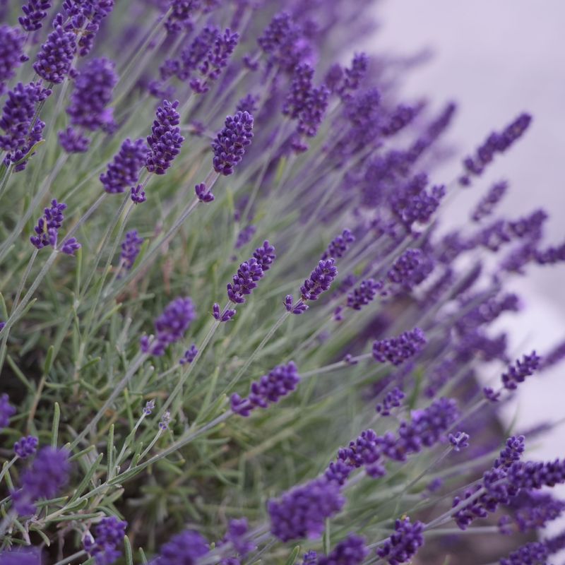 Lavender Can Trap Dry Debris Around The Base Lavender Can Trap Dry Debris Around The Base