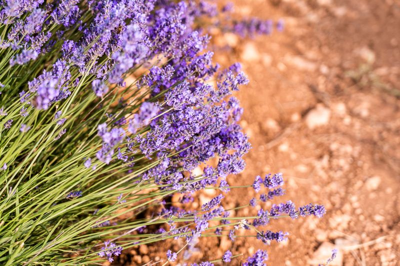 Lavender Doesn't Need Much Fertilizer Lavender Doesn't Need Much Fertilizer