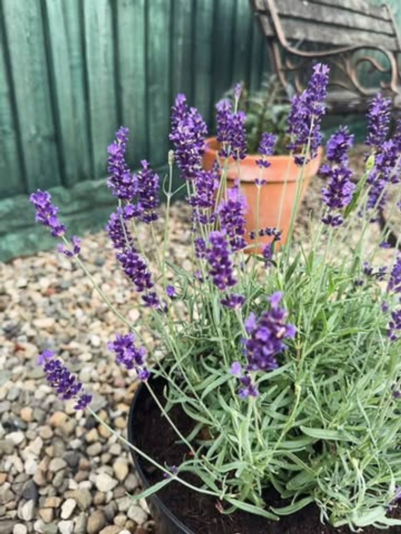 Lavender Is The Patio Plant Lavender Is The Patio Plant