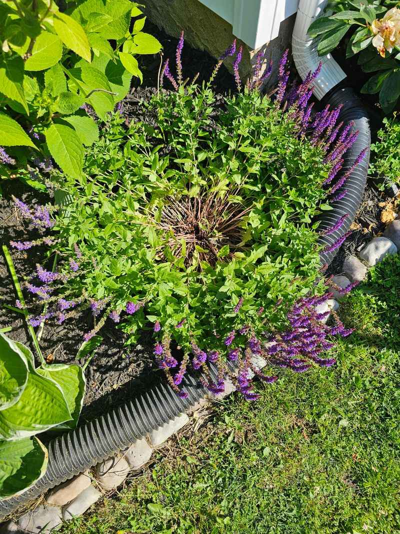 Lavender Keeps Foundation Beds Dry And Fragrant Lavender Keeps Foundation Beds Dry And Fragrant