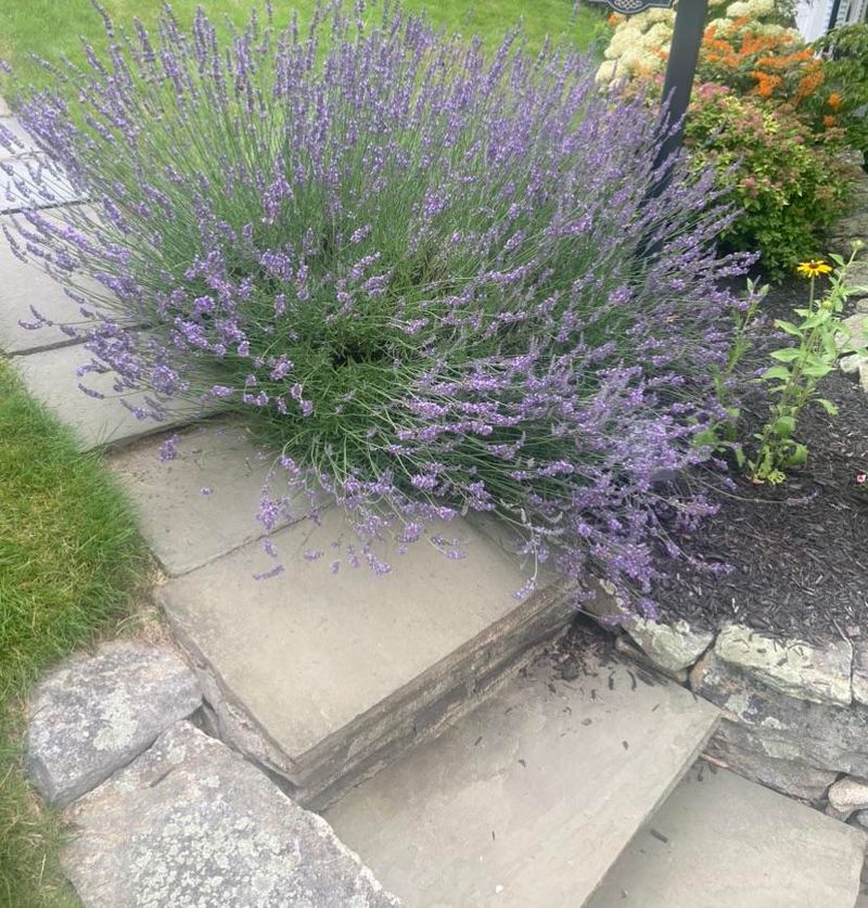 Lavender Keeps Walkways Crisp And Fragrant