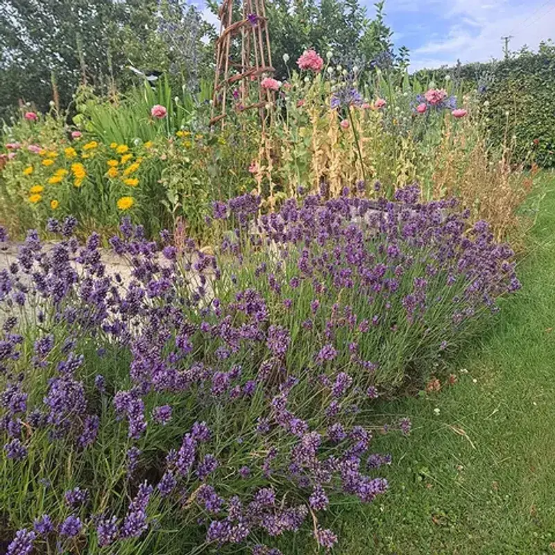 Lavender Makes Paths Smell Fresh And Finished