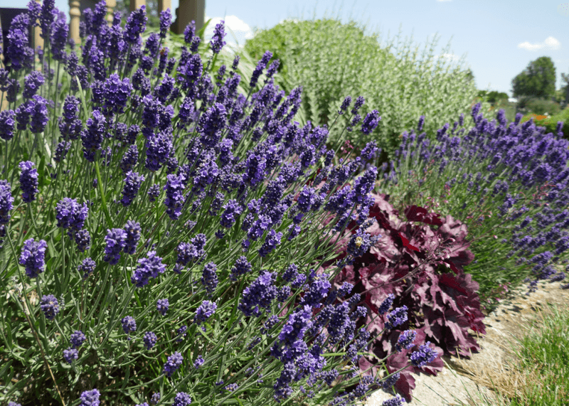 Lavender Offers Strong Garden Scent