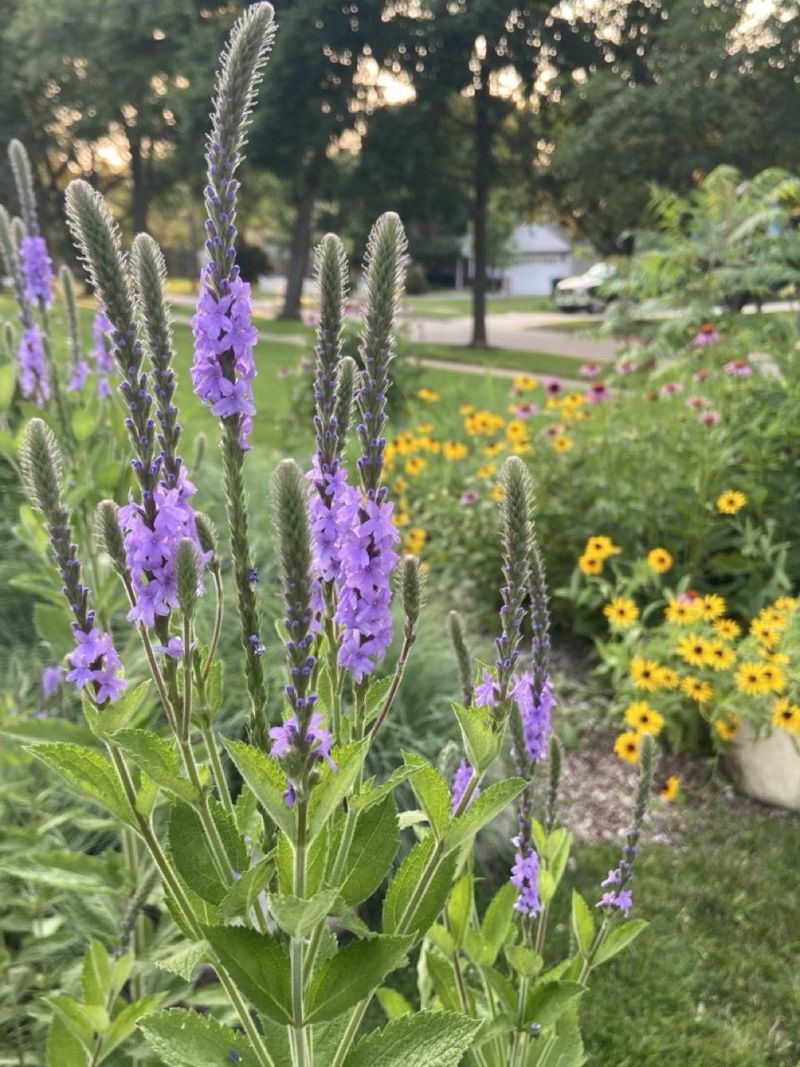 Lavender Sets A Fragrant Edge Lavender Sets A Fragrant Edge