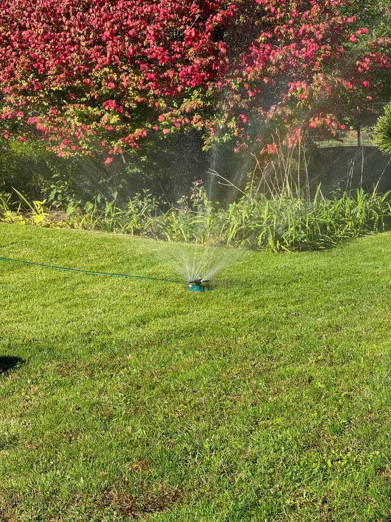 Lawn Fungus Likes Long Wet Periods Lawn Fungus Likes Long Wet Periods