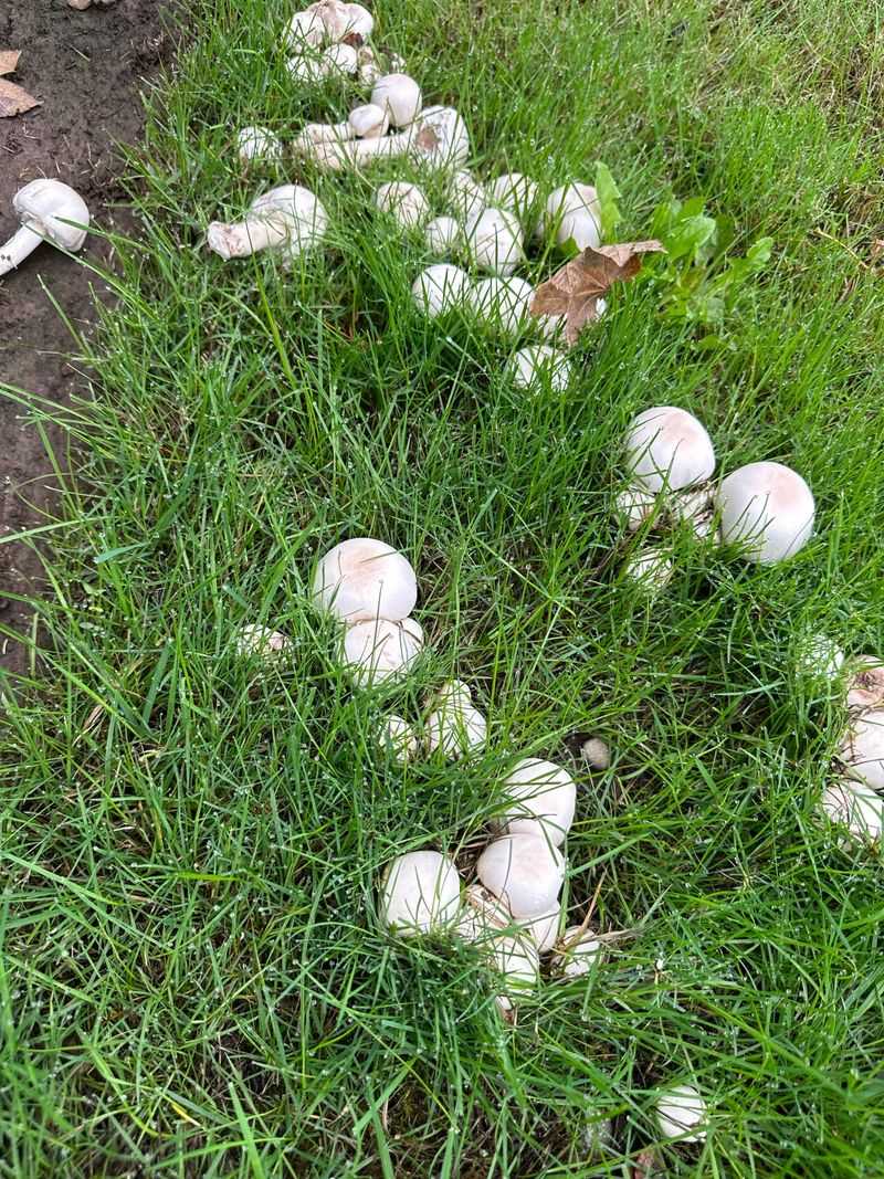 Lawn Mushrooms Are Not Automatically Safe Lawn Mushrooms Are Not Automatically Safe