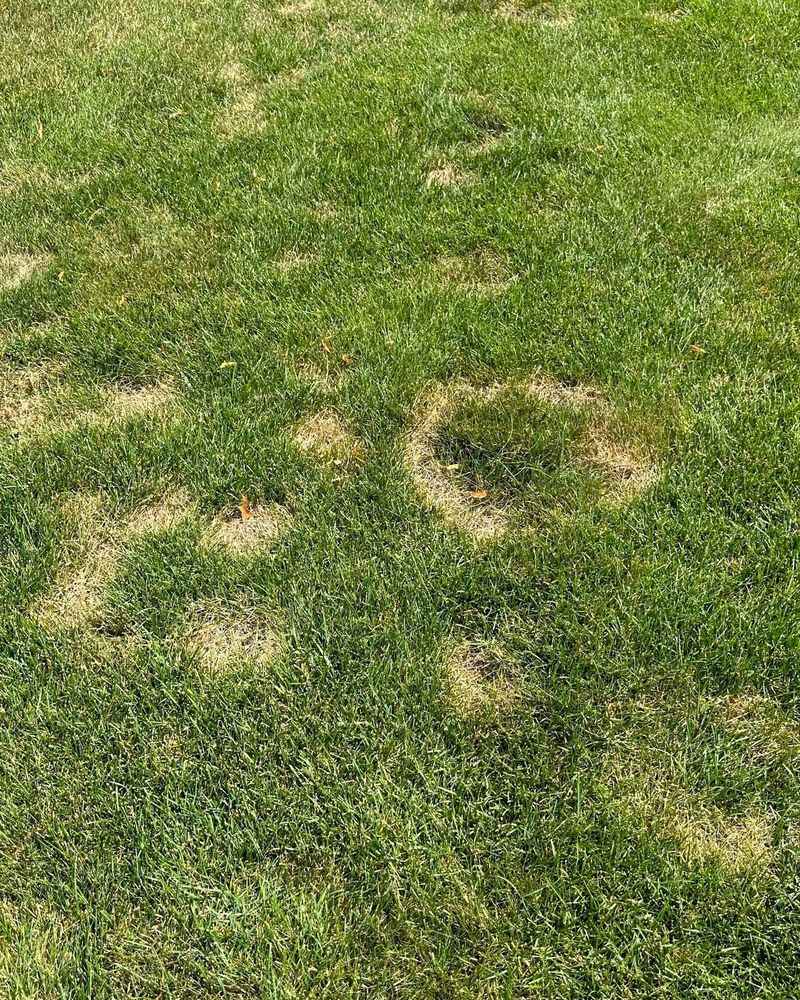 Lawns Can Develop Fungal Patches From The Same Habit