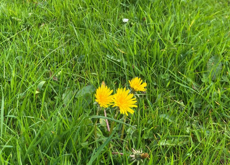 Lawns Offer Too Little Food Lawns Offer Too Little Food