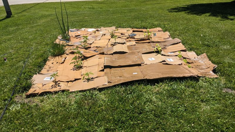 Lay Down Cardboard And Let It Do The Work