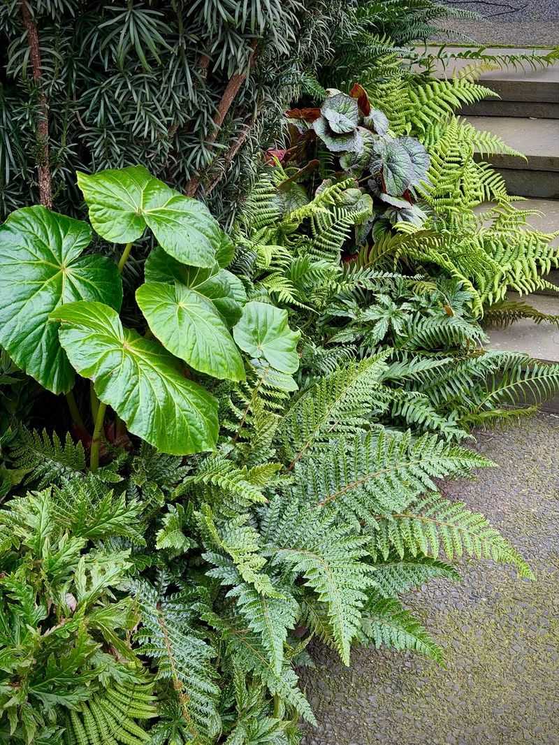 Layer Ferns Under Taller Shrubs