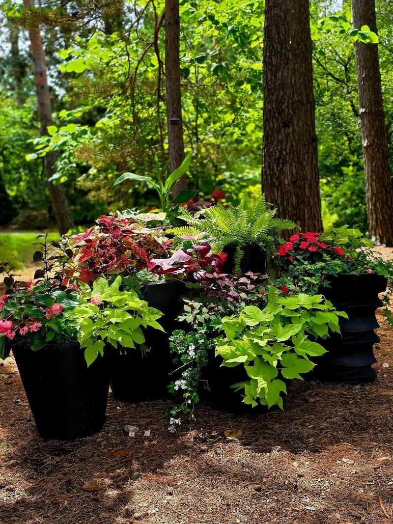 Layer Mulch And Shade-Loving Plants Over It Layer Mulch And Shade-Loving Plants Over It