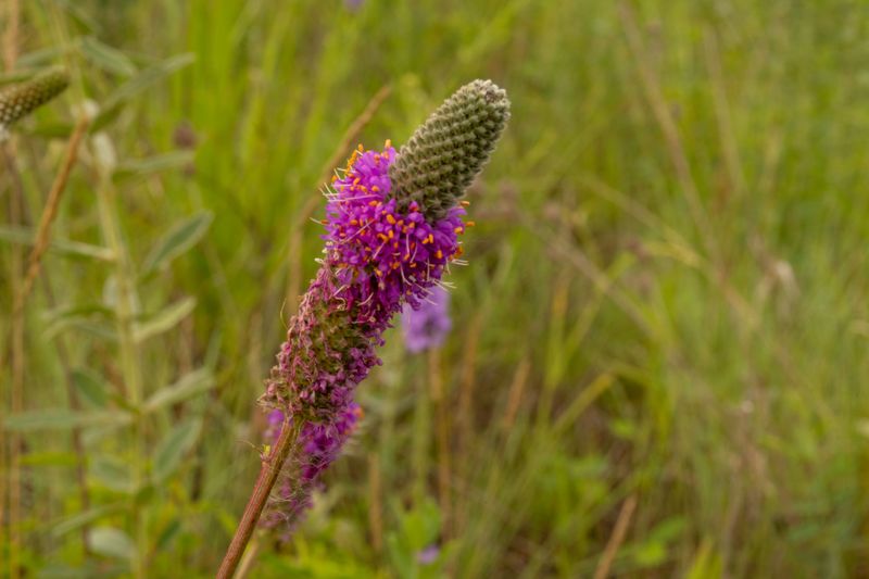Leadplant Leadplant