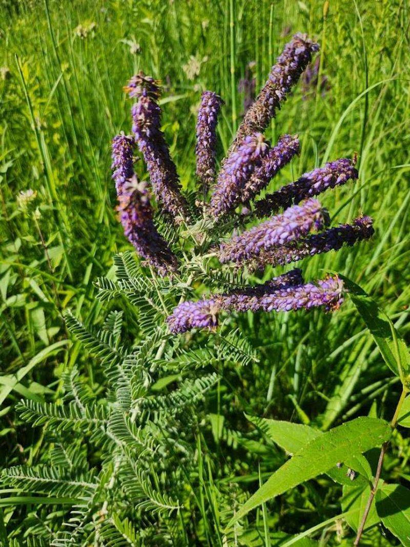 Leadplant Belongs On Tough Sunny Banks